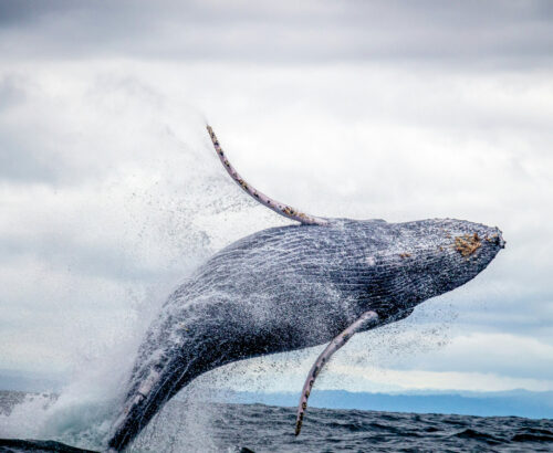 Tour de Avistamiento de Ballenas
