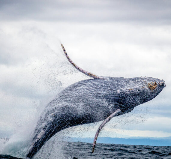Tour de Avistamiento de Ballenas