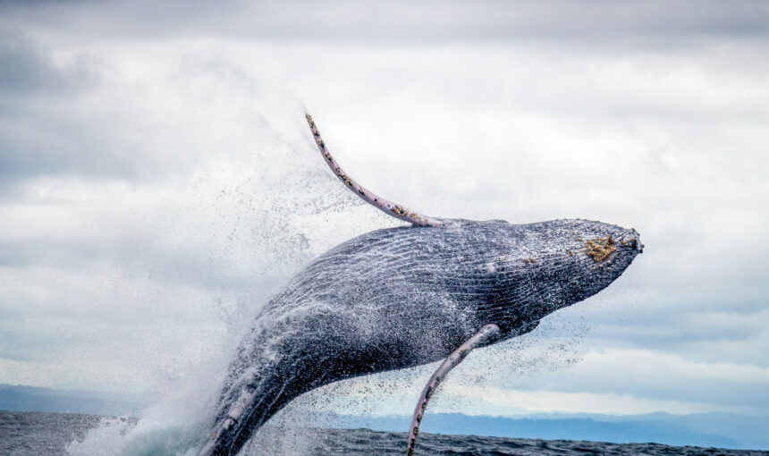 Tour de Ballenas: Cuándo Reservar tu Aventura Acuática en Uvita