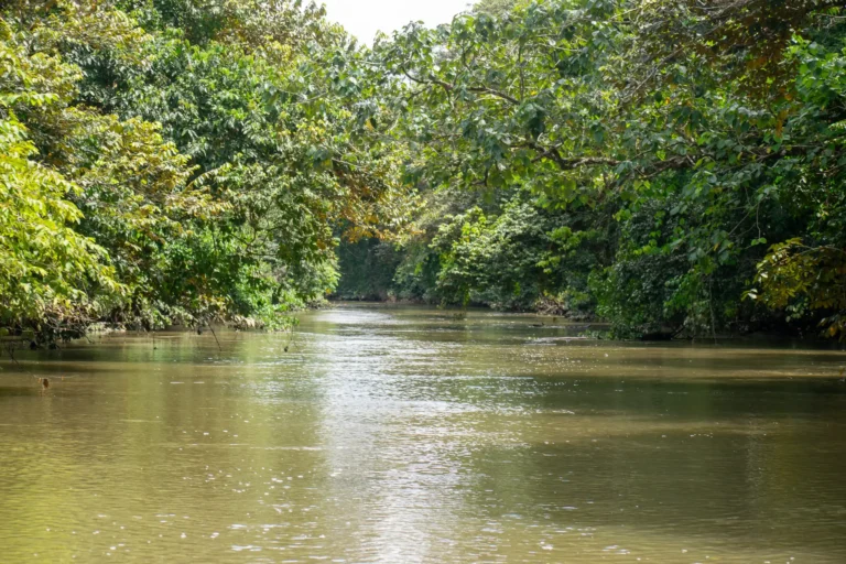 Mangrove Boat Tour