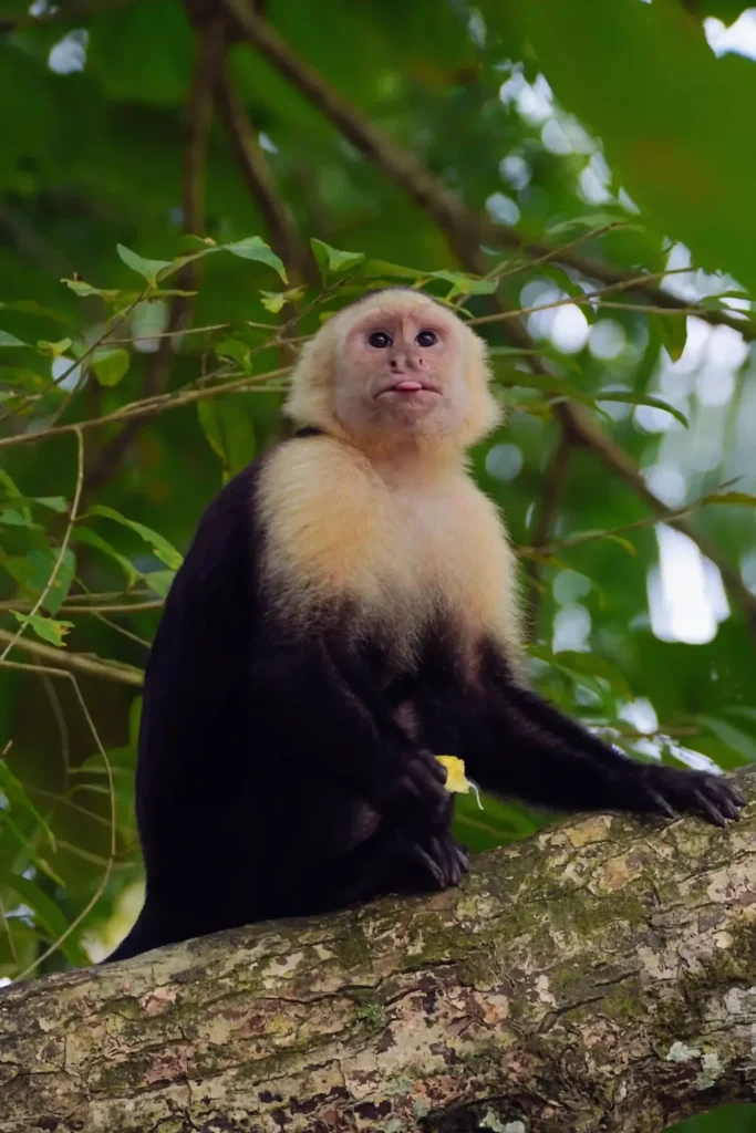 Parque Nacional Corcovado