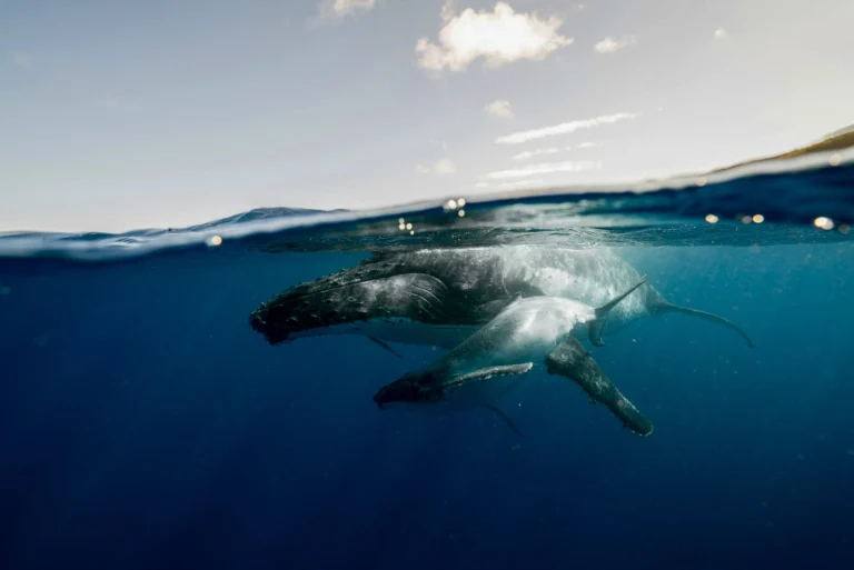 Whale and Dolphin Watching